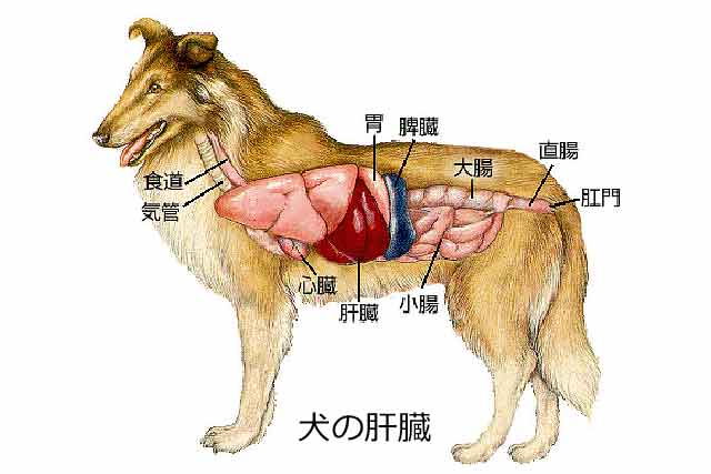 犬の肝臓