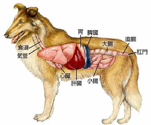 犬の肝臓